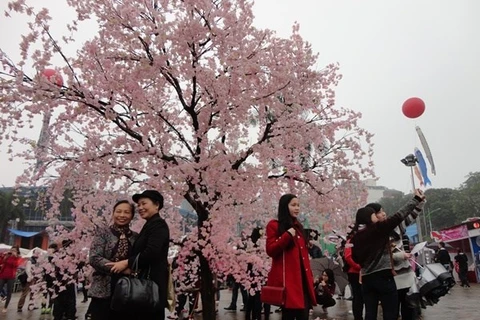 2014年河内市樱花节