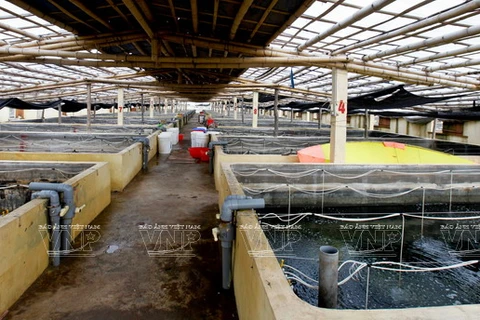 顺应市场的需求，南富乡的许多农户踊跃投资设备以满足蛤苗养殖条件。图/越南画报