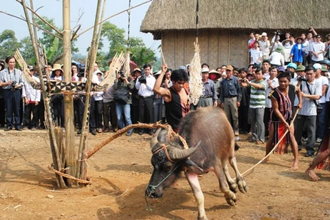 越南巴那族的刺牛节