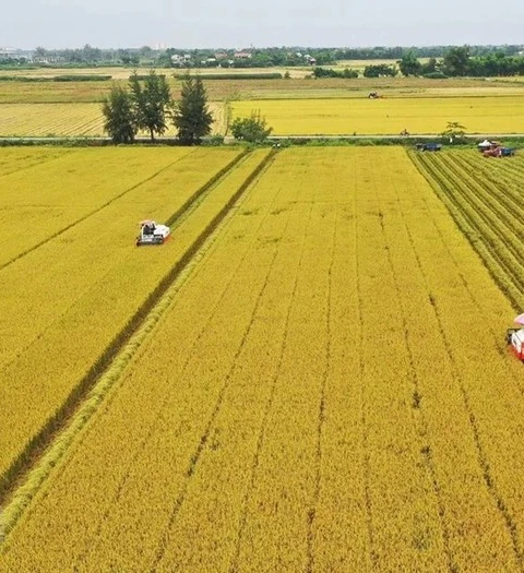 Industria arrocera de Vietnam impulsa el cultivo de calidad para la exportación