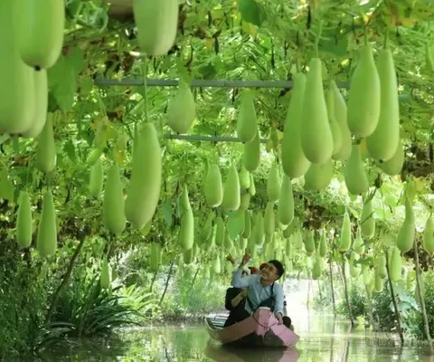 Delta du Mékong : faire des produits agricoles de véritables atouts touristiques 