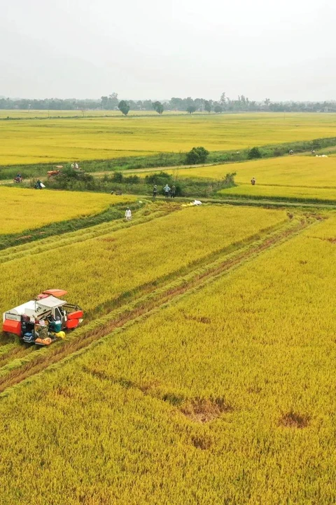 Project helps promote modernisation of rice production