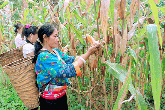 Bac Kan improves living conditions for ethnic minorities 