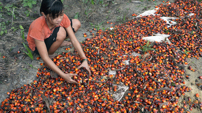 Indonesia able to supply 8 tonnes of palm oil to Europe