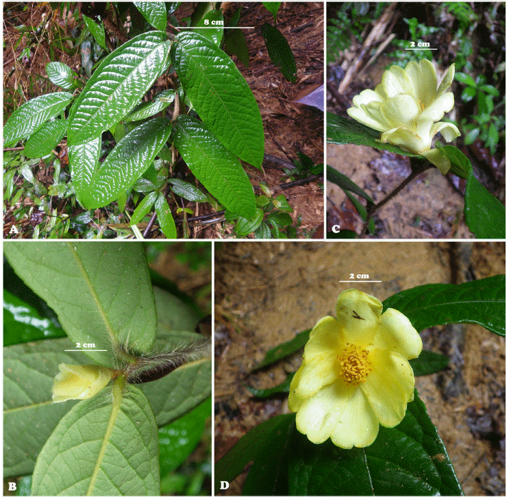 Two new species of Camellia from Vietnam published in Korean journal