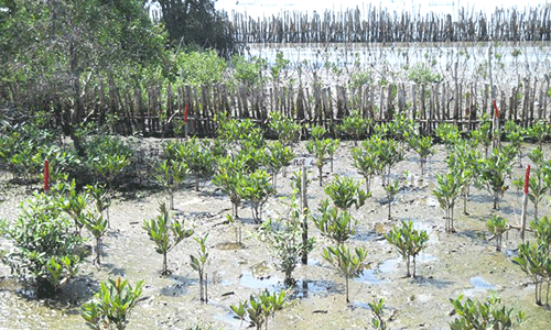 Hau Giang se empeña en ampliar zonas boscosas para enfrentar la salinización