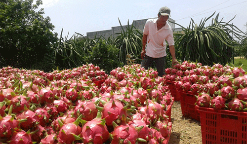 Exportation de fruits du dragon de Binh Thuân aux Emirats arabes unis