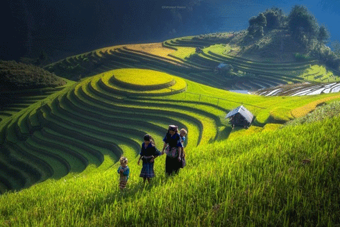 Trek dans les rizières en gradins de Hoàng Su Phì