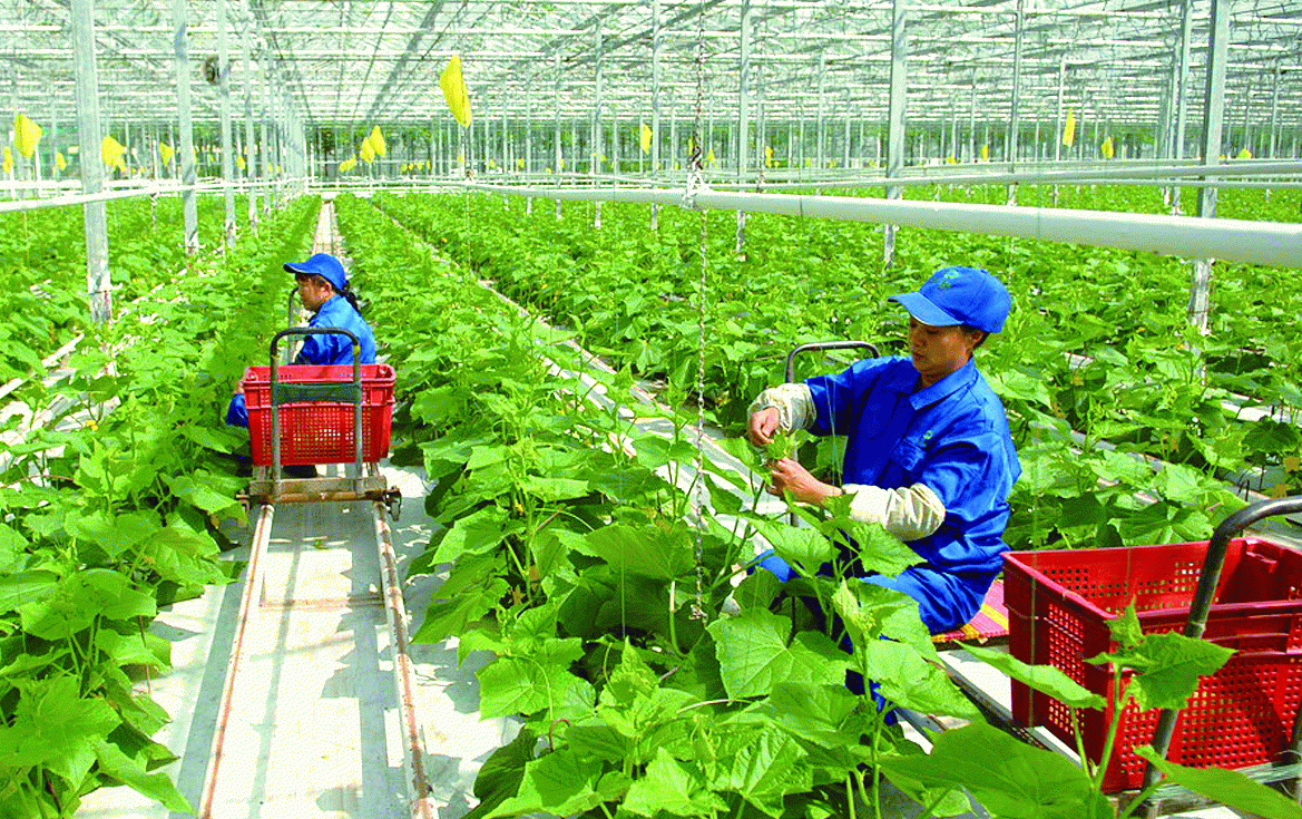 Hausse de plus de 25% du nombre d’entreprises investissant dans l’agriculture