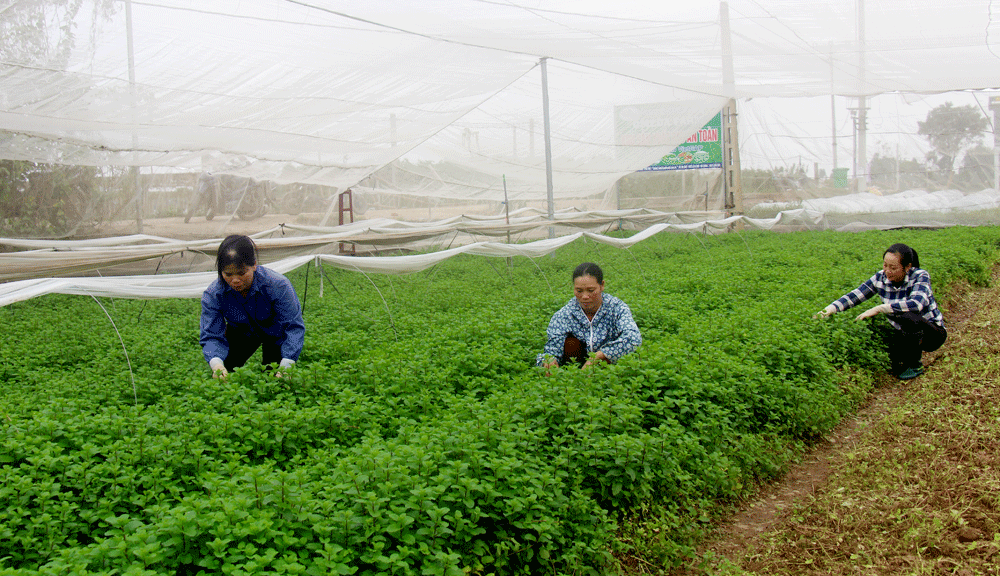 La province de Vinh Phuc promeut une agriculture à haute technologie