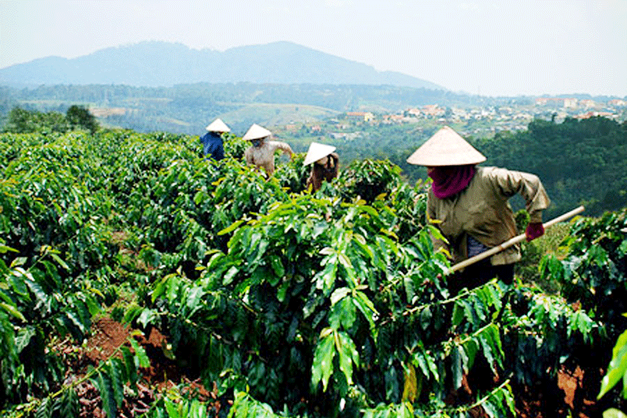 嘉莱省推动农业可持续发展 努力提升农产品附加值 