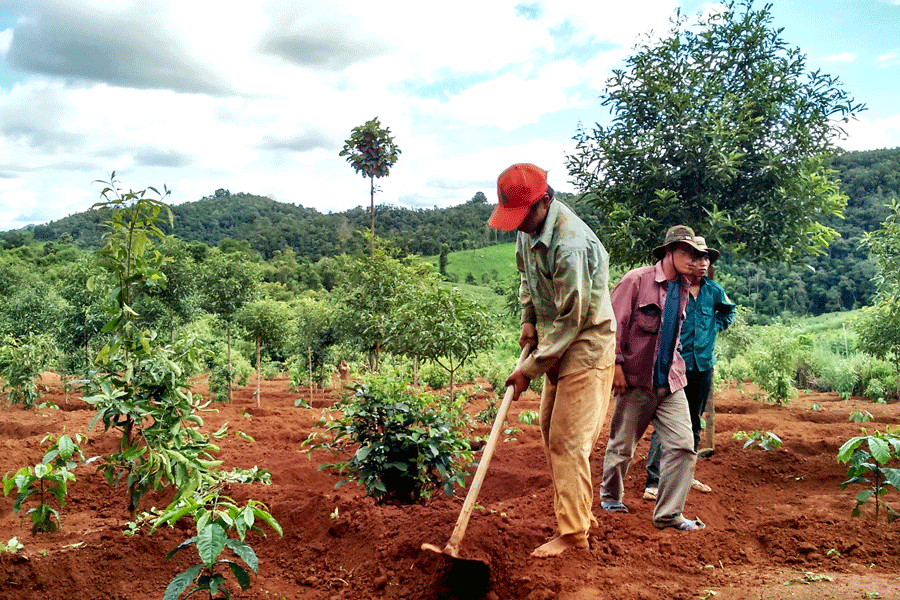 全国咖啡树再种植和杂交改造面积达10.9万公顷