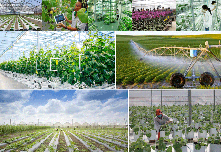 岘港市致力发展环境友好型的高科技农业产业 