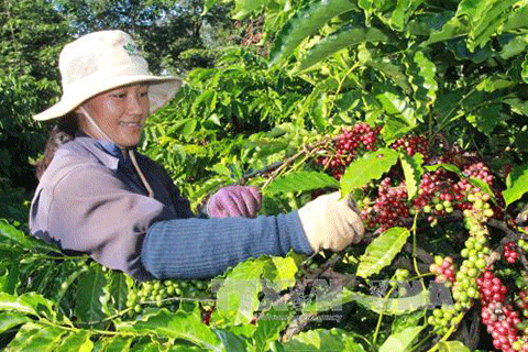 越南西原农民和企业联手将农产品推向世界