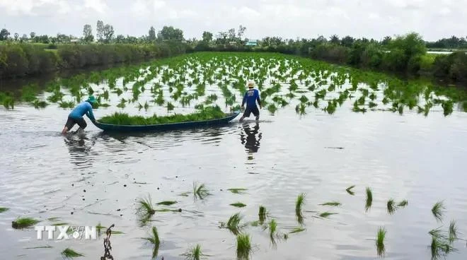 Ca Mau farmers cultivate rice seedlings in a shrimp farming area. (Photo: VNA)