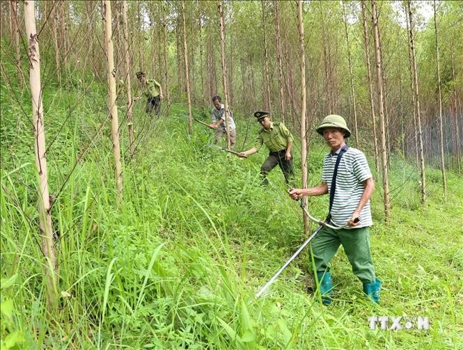 Forest rangers and local residents tend to a large-timber forest in Dong Vuong commune of Yen The district, Bac Giang province. (Photo: VNA)