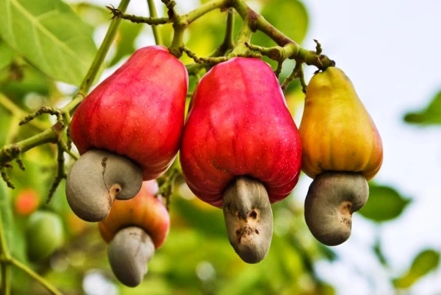 Over 780,700 tonnes of cashew nuts from Cambodia are imported into Vietnam, worth up to 1 billion USD, in the first half of 2024. (Photo: vinacas.com.vn)