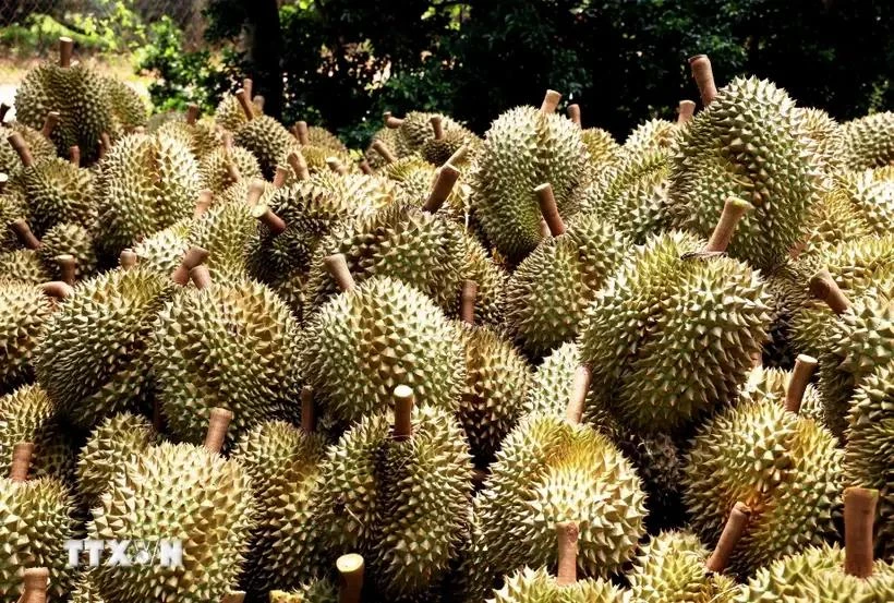 Fresh durians harvested for export. Vietnam harvests durian all year round, which is a competitive edge for the country’s businesses. (Photo: VNA)