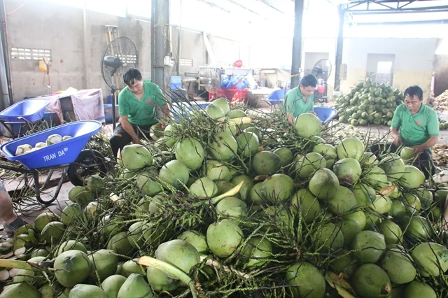 Coconuts processed for export in Ben Tre province. Fresh coconut exports are forecast to reach 1 billion USD this year. (Photo: VNA)