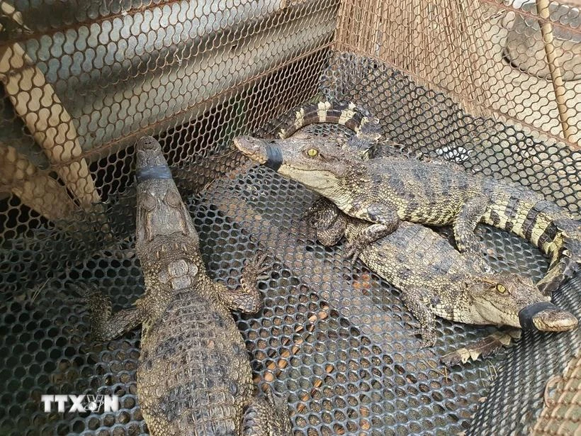 The official export to China is expected to provide an impetus for crocodile farming in Vietnam to develop sustainably. (Photo: VNA)