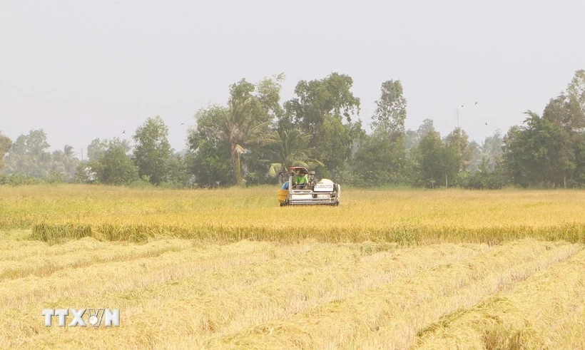 Harvesting rice on a field in My Binh commune of Nga Nam township, Soc Trang province. (Photo; VNA)