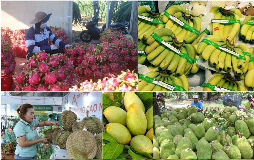 Vietnam earned 4.63 billion USD from fruit exports in the first eight months of 2024, rising 30.6% year on year. (Photo: VNA)