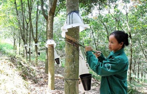 A worker extracts rubber latex. Vietnam exported about 1.12 million tonnes of rubber worth 1.76 billion USD during the first eight months of 2024. (Photo: VNA)