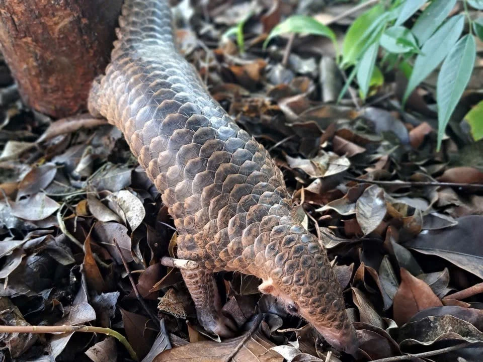 The Sunda (Manis Javanica) pangolin was handed over to forest rangers of Binh Phuoc province on November 5. (Photo: VNA)