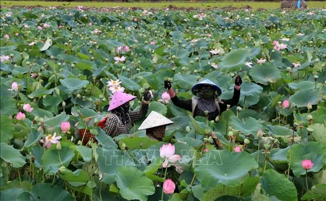 Dong Thap province is improving its lotus industry’s value chain for circular economy and green growth. It will host the second Mekong Startup Forum on November 15-16. (Photo: VNA)