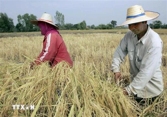 Thai farmers harvest rice on a paddy field. (Photo: AFP/VNA)