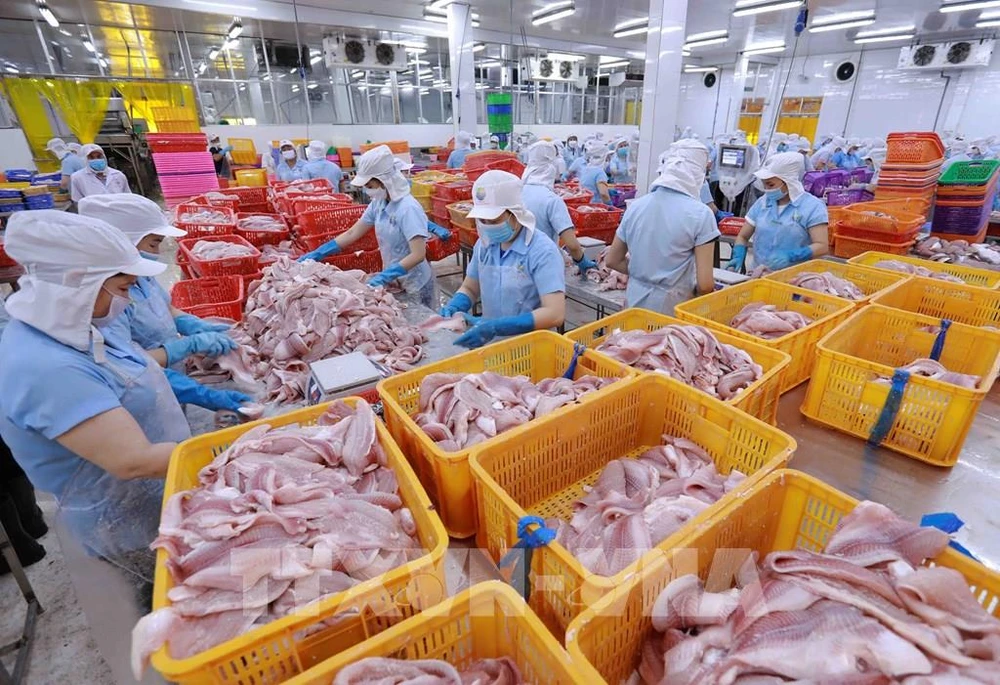 Workers sort tra fish fillets at a factory in Vietnam. (Photo: VNA)