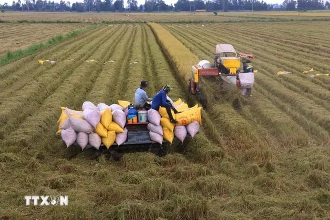 Vietnam earned 56.74 billion USD from exporting agricultural, forestry, and aquatic products during the first 11 months of 2024. (Photo: VNA)