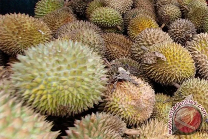 Le durian figure parmi les principaux produits indonésiens exportés vers la Chine. Photo : Antara