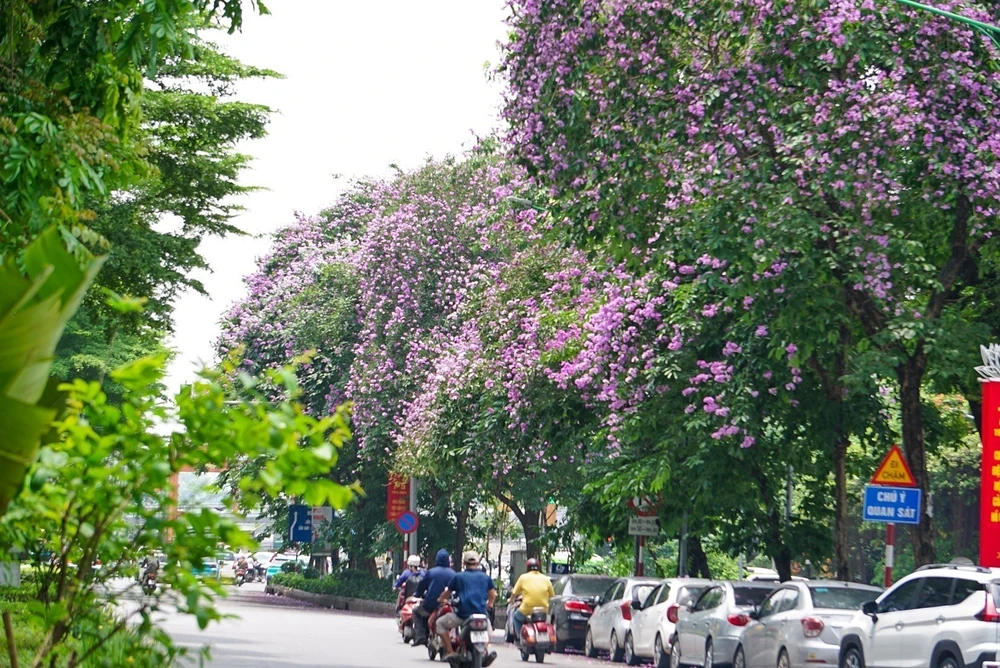 La beauté rêveuse de Hanoï pendant la floraison de lilas des Indes