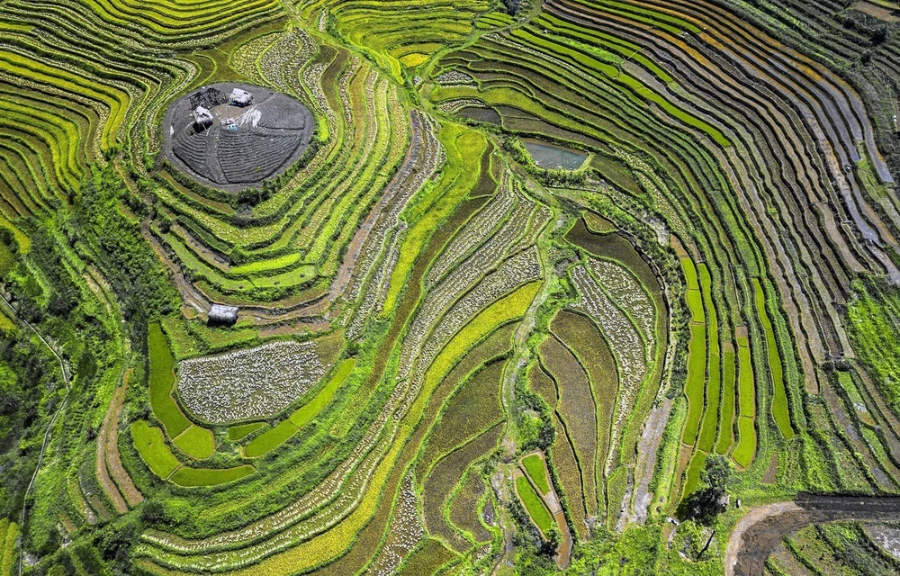 Saison du riz mûr des champs en terrasses à Hoa Binh