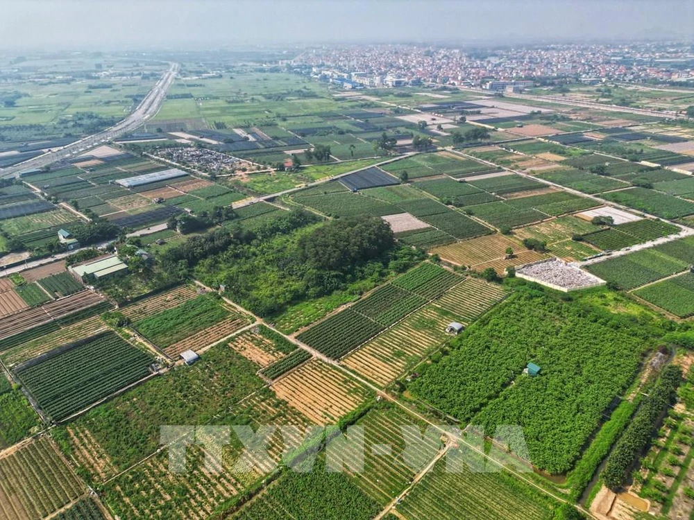 Hanoï possède environ 27 100 hectares de forêts et de terres sylvicoles. Photo; VNA