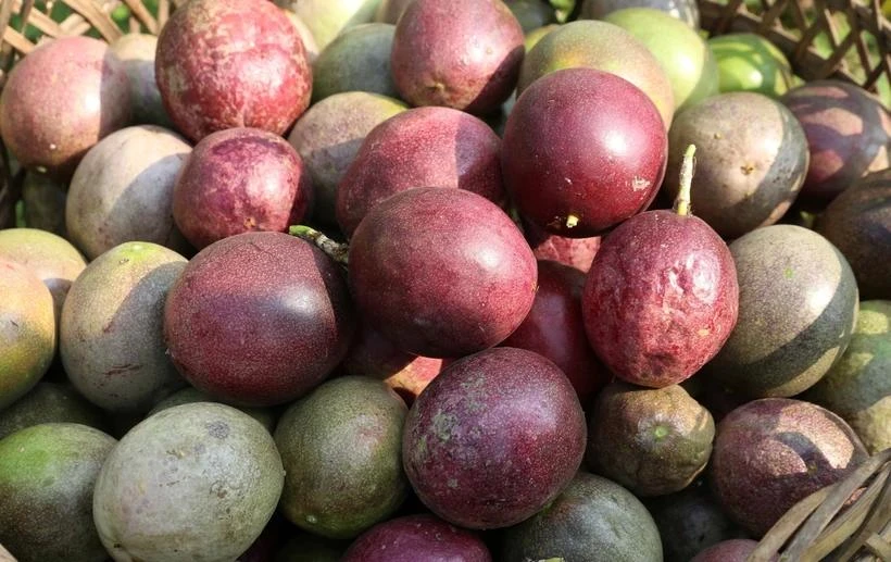 Le fruit de la passion est devenu le cinquième fruit vietnamien à être officiellement exporté vers le marché australien. Photo: VietnamPlus