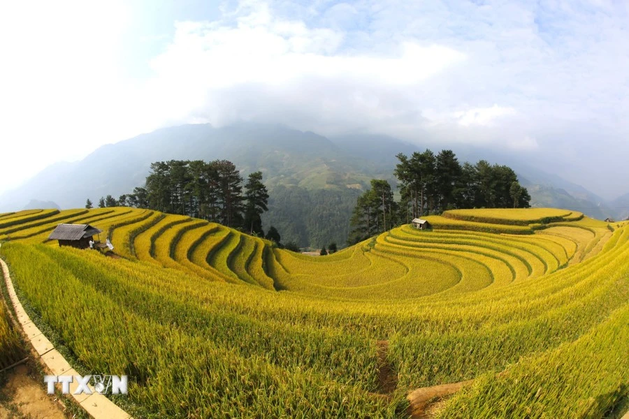 Mu Cang Chai, un tableau naturel aux teintes dorées impressionnantes