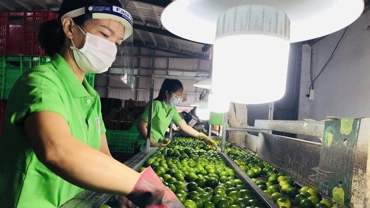 Los limones de Long An no solo sirven al mercado nacional, sino también a los mercados internacionales, como la Unión Europea, el Reino Unido, Rusia, Nueva Zelanda, los Países Bajos y Oriente Medio. (Foto: Quang Anh)