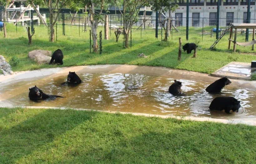 Los osos juegan en el Centro de Rescate de Osos de Vietnam en la zona de amortiguamiento del Parque Nacional Tam Dao, provincia de Vinh Phuc. (Foto: Vietnam+)