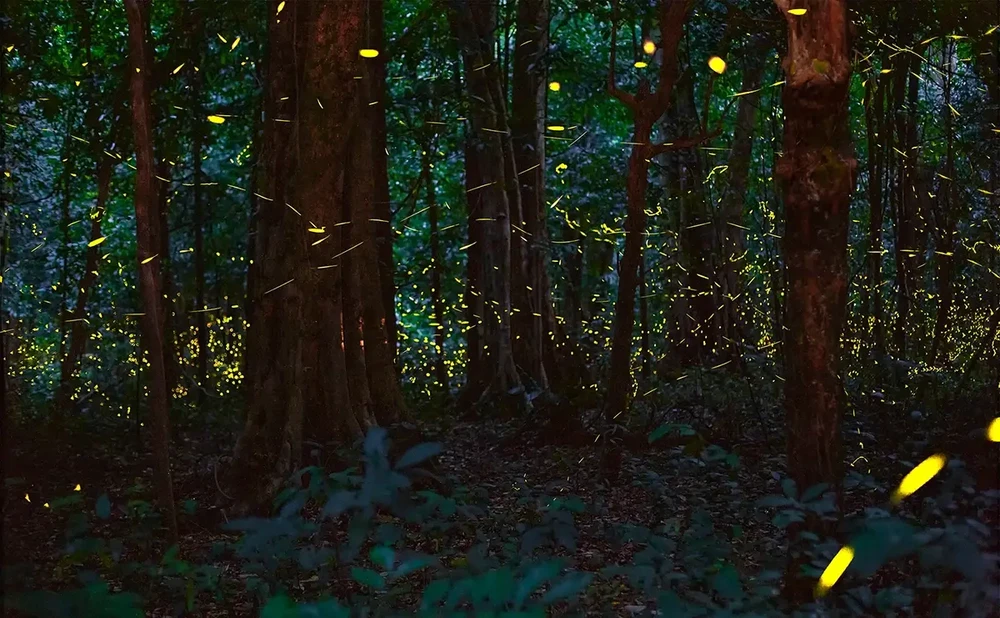 El bosque de luciérnagas (Fuente: thanhnien.vn)