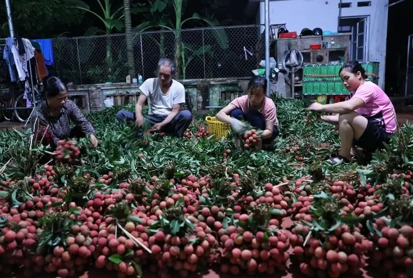 Lichis de Luc Ngan, especialidad de la provincia de Bac Giang (Fuente: VNA)