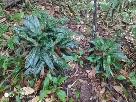 Una población de orquídea Paphiopedilum callosum (Rchb.f.) Stein descubierta en la provincia de Dak Lak (Fuente: nhandan.vn)