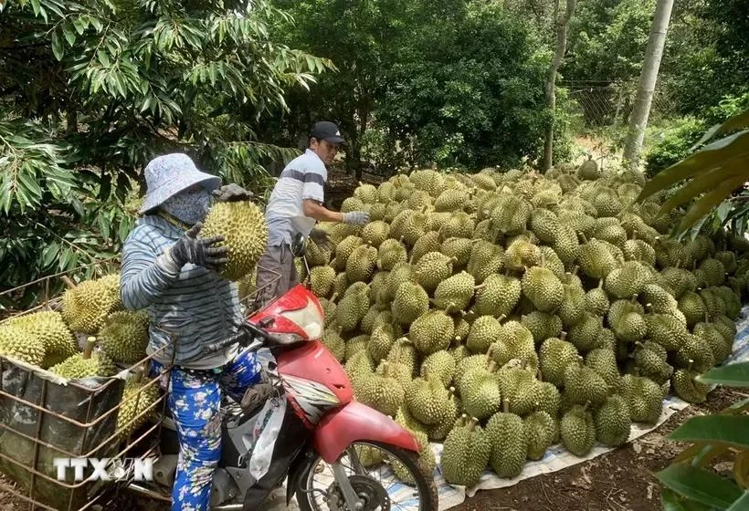 Cosecha de durián cultivado según estándares orgánicos (Fuente: VNA)