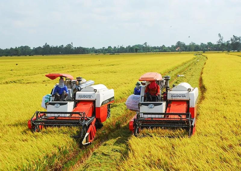 Vietnam se fija el objetivo de tener un millón de hectáreas de arroz de alta calidad y bajas emisiones para 2030. (Fuente: vneconomy.vn)