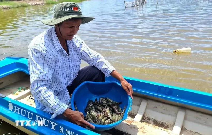 En comparación con el modelo de cultivo tradicional, el cultivo de camarón según los estándares BAP no sólo ayuda a los agricultores a aumentar sus ingresos sino que también garantiza la producción. (Foto: VNA)