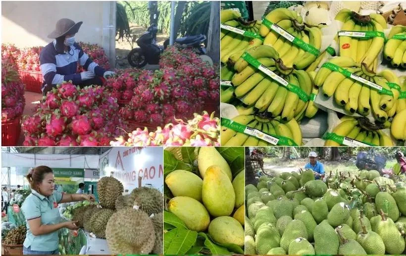 En los primeros ocho meses de 2024, las exportaciones de frutas de Vietnam alcanzaron los 4,63 mil millones de dólares, un 30,6% más que en el mismo período del año pasado. (Foto: VNA)