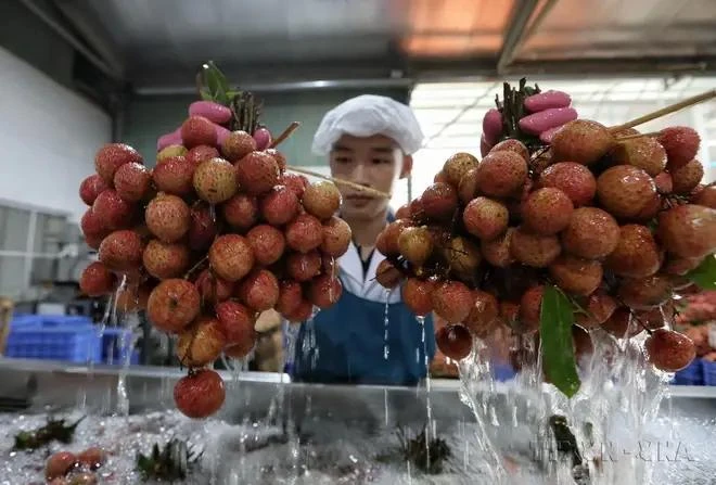 Línea de procesamiento de lichis para exportación en la compañía de importación y exportación de alimentos Toan Cau. (Fuente: VNA)