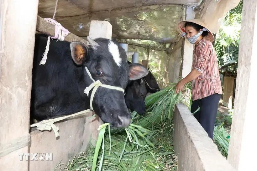 La familia de la Sra. Tran Thi My Duyen, de la ciudad de Tra Cu, escapó de la pobreza en 2023 gracias al acceso a muchas políticas de apoyo. (Foto: VNA) 