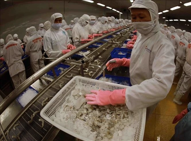 Línea de procesamiento de camarones para exportación en la fábrica de Minh Phu. (Fuente: VNA)